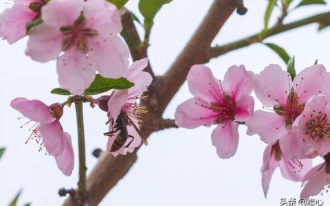 小蜜蜂采蜜看图写话一年级（小蜜蜂采蜜视频）