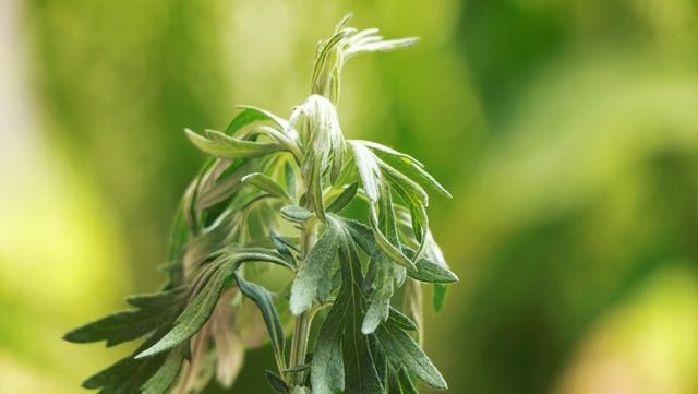 端午节有哪些习俗（端午节有哪些风俗一年级）