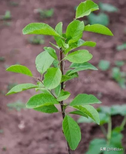 我最喜爱的植物作文300字左右，我最喜爱的植物作文300字左右三年级