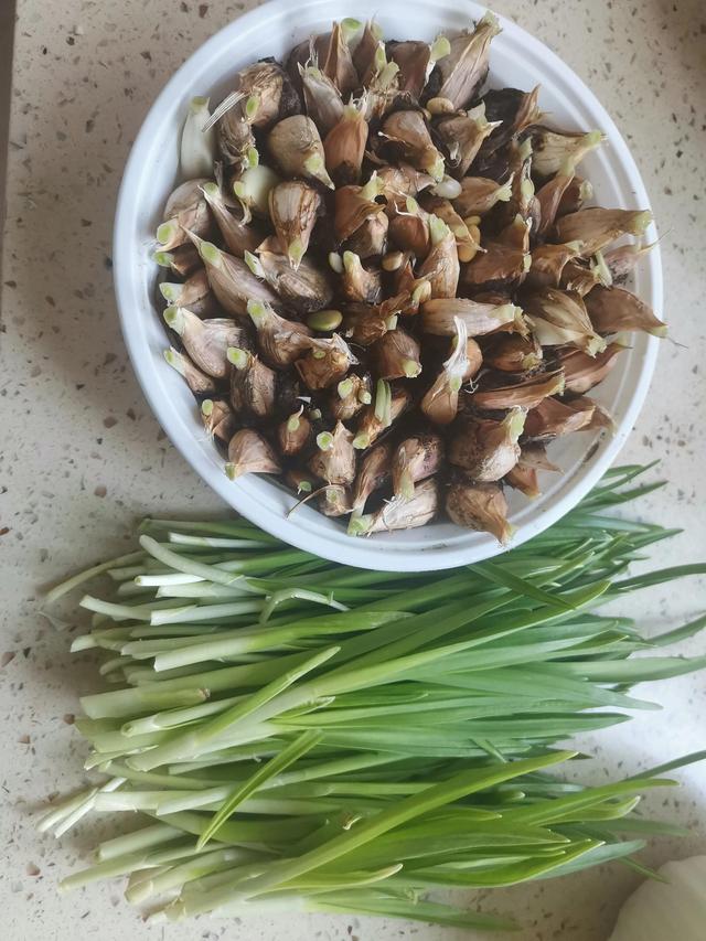 黄豆发芽观察日记7天，发豆芽观察日记7天