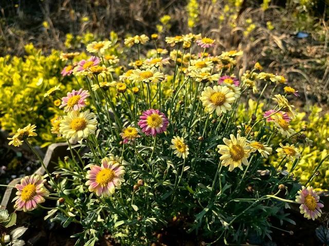 自己的花是给别人看的，花朵观赏与分享？